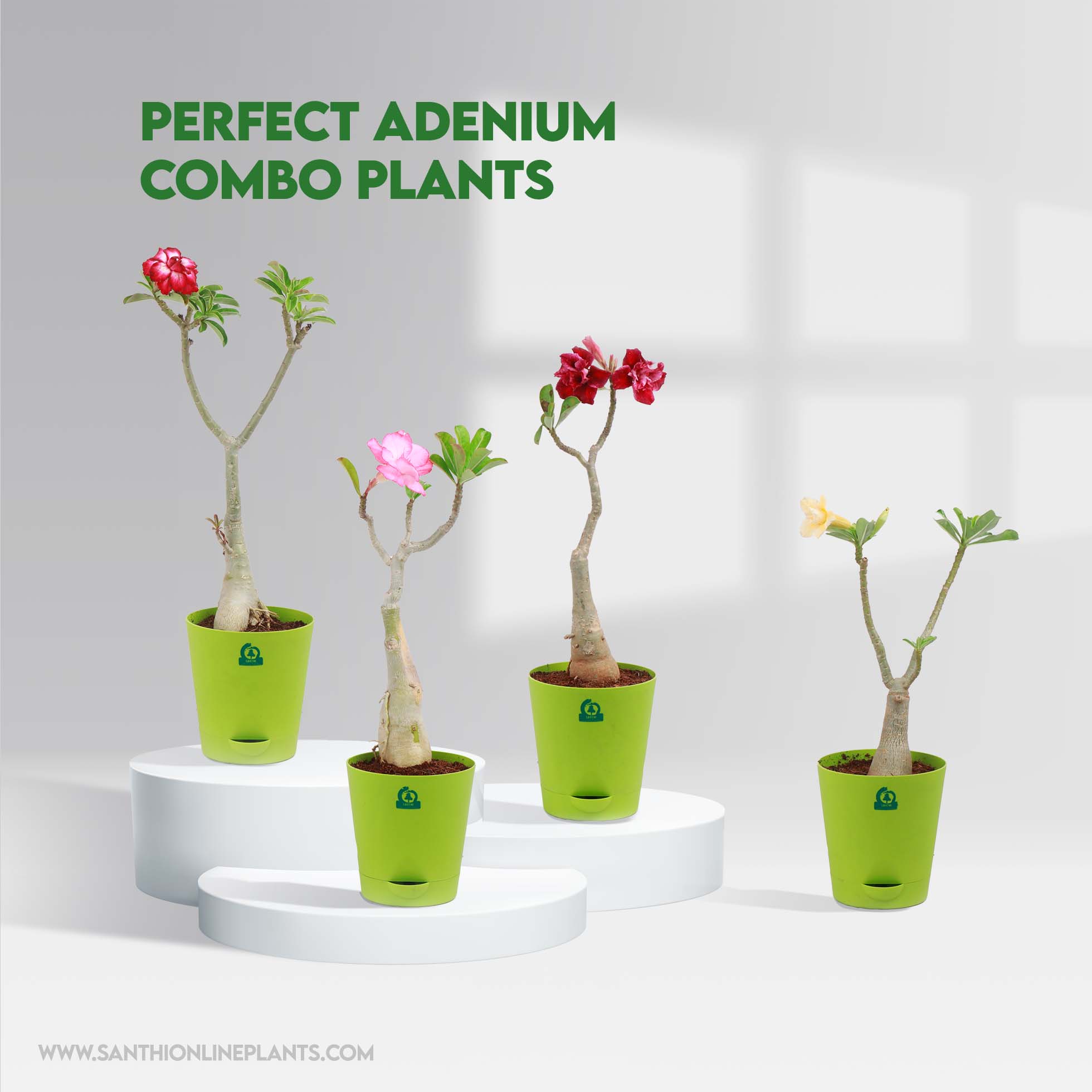 Perfect Adenium Combo Plants - Santhi Online Plants Nursery