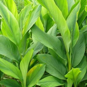 Turmeric-Curcuma Longa Plant