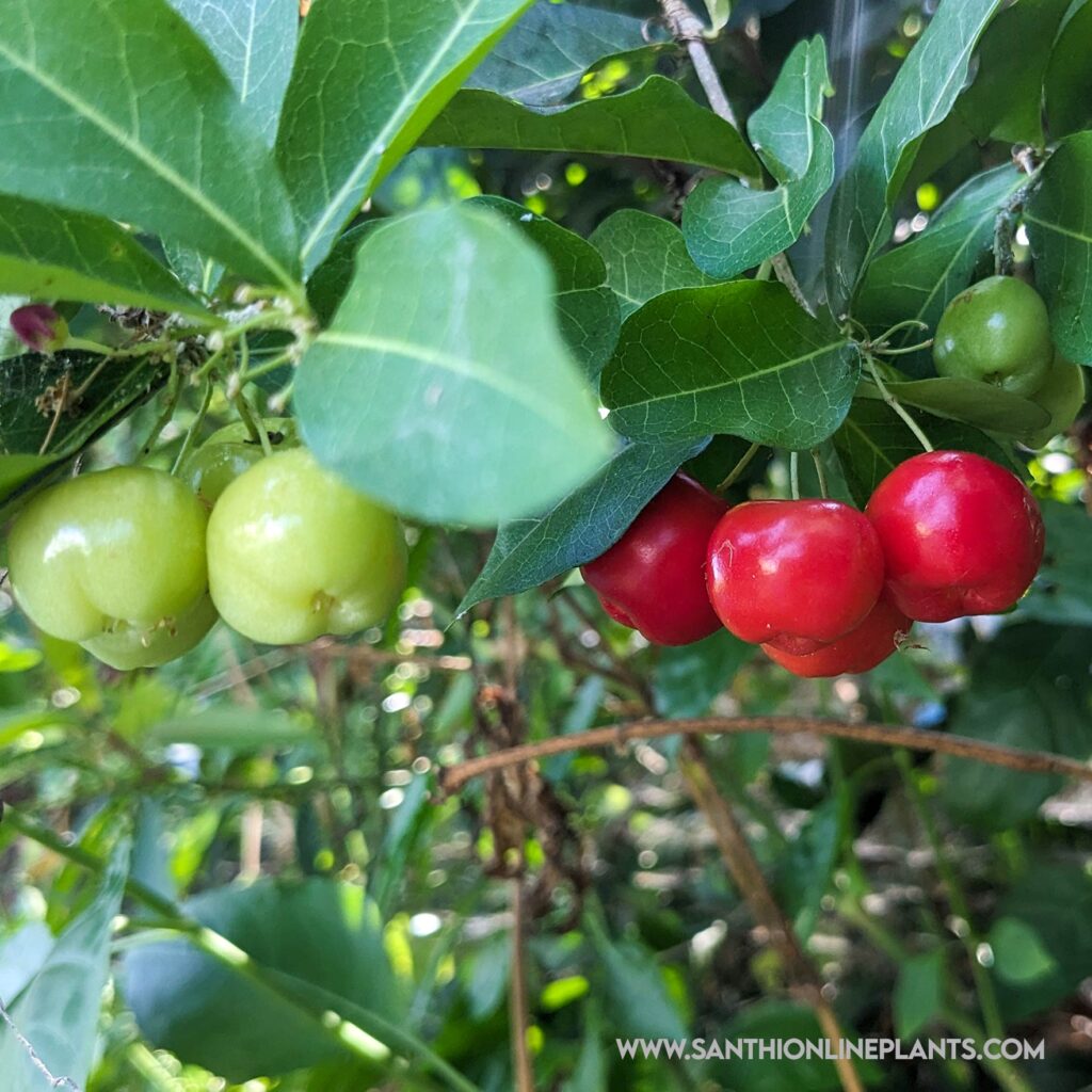 Barbados Cherry Plant - Santhi Online Plants Nursery