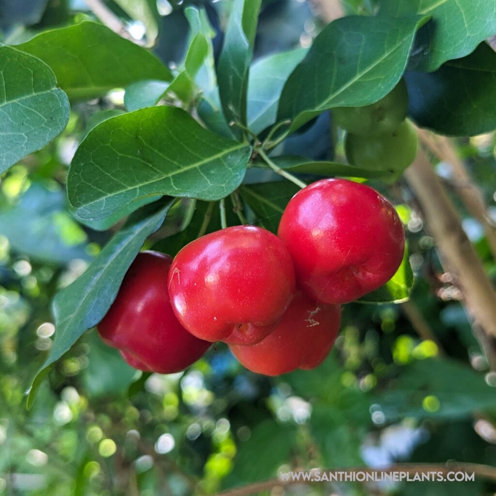 Barbados Cherry Plant - Santhi Online Plants Nursery