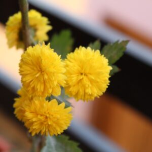 Chrysanthemum Sevanthi-'Chandini Yellow'