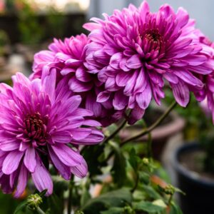 Chrysanthemum Sevanthi-'Purple'