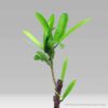 Codiaeum Variegatum-Garden Croton