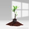 Codiaeum Variegatum-Garden Croton