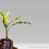 Codiaeum Variegatum'Yellow Mamey'