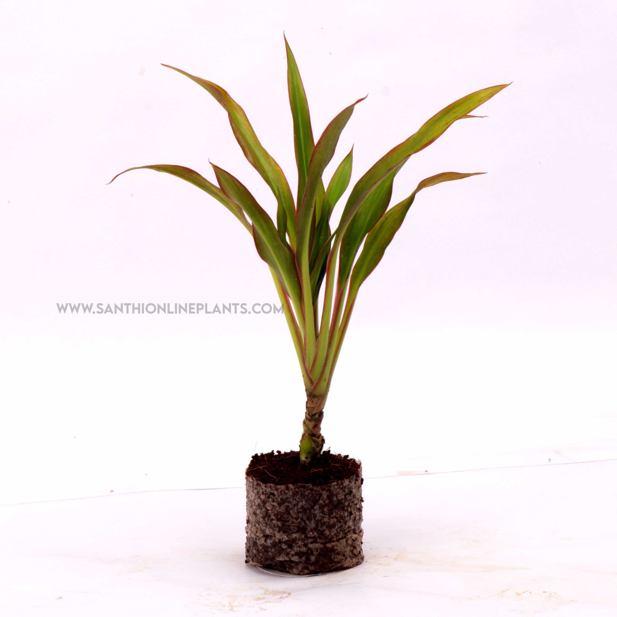 Cordyline Fruticosta 'Fairchild Red'-Ti Plant - Santhi Online Plants ...