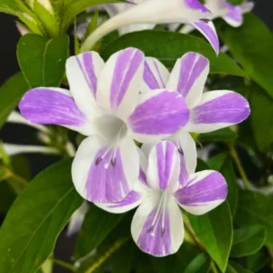 barleria cristata