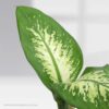 Dieffenbachia Tropic Snow - Pot Plant