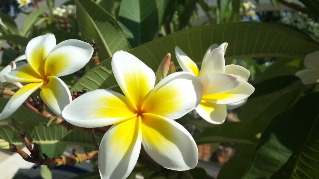 Plumeria Alba-Frangipani Plant - Santhi Online Plants Nursery