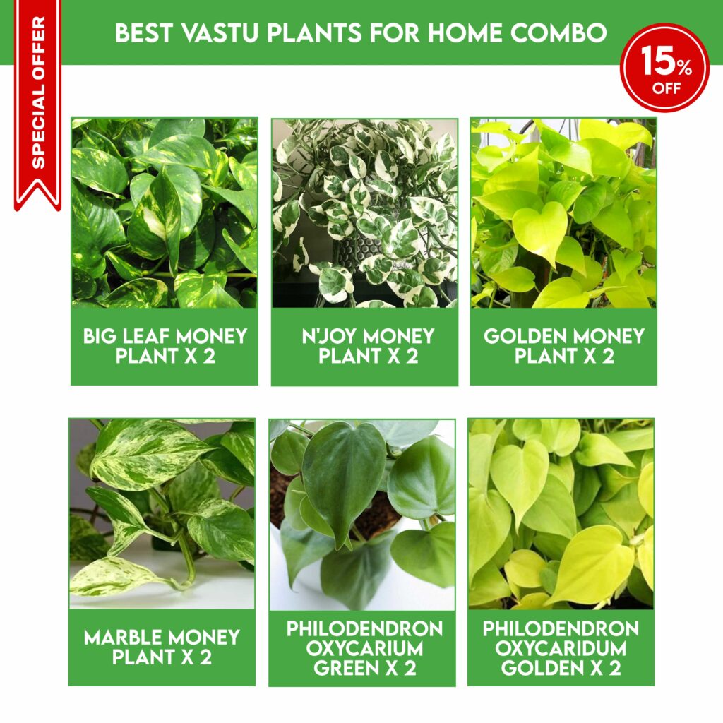 Best Vastu Money Plants For Home Combo - Santhi Online Plants Nursery