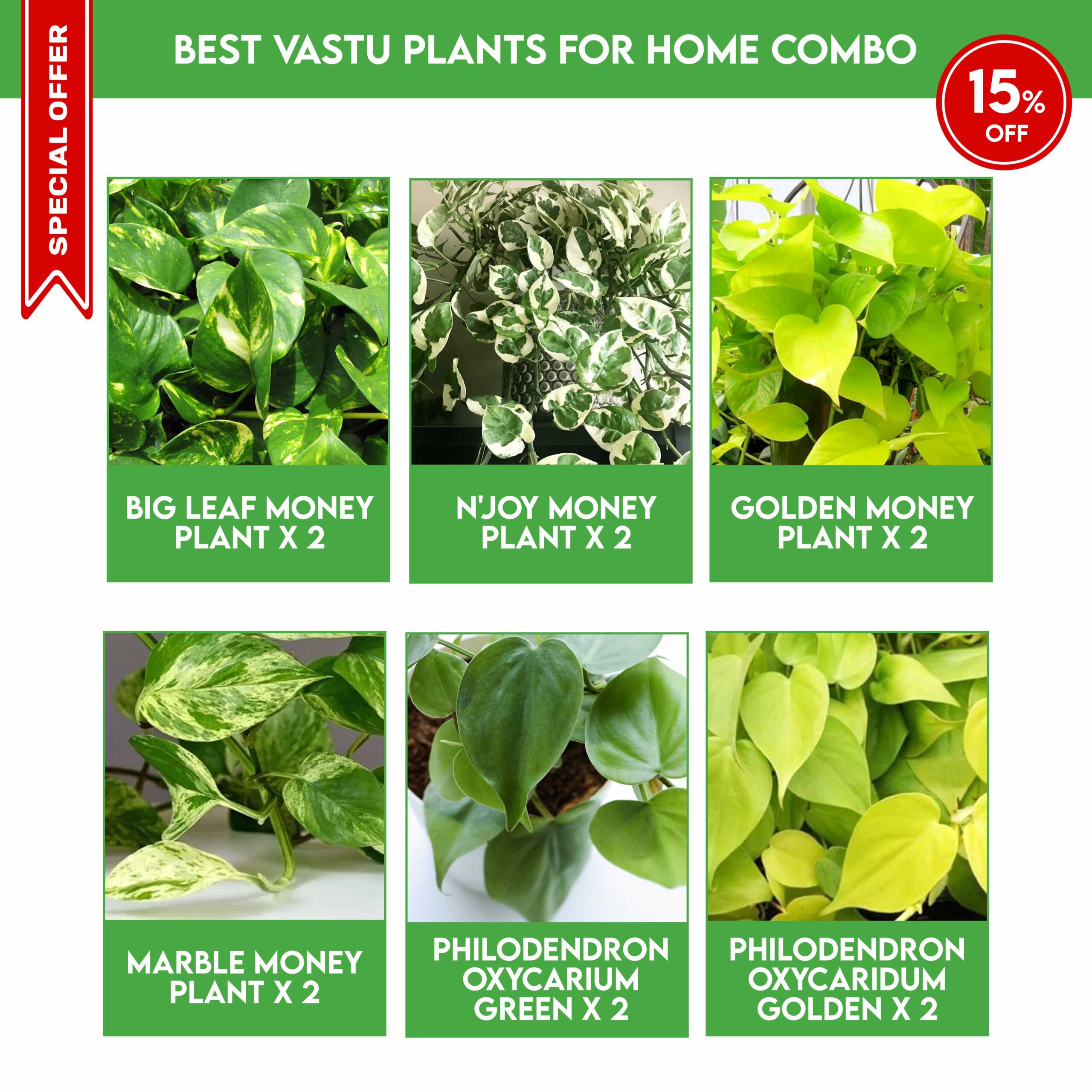 Best Vastu Money Plants For Home Combo Santhi Online Plants Nursery 0628