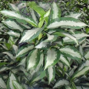 Aglaonema Diamond Bay Plant