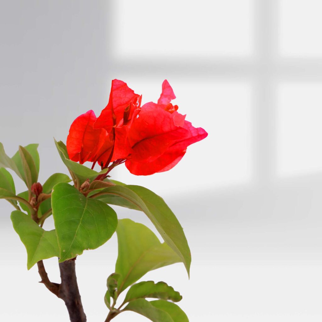 bougainvillea-crimson-red-santhi-online-plants-nursery