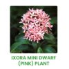Flower Plants Combo