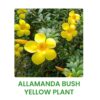 Flower Plants Combo