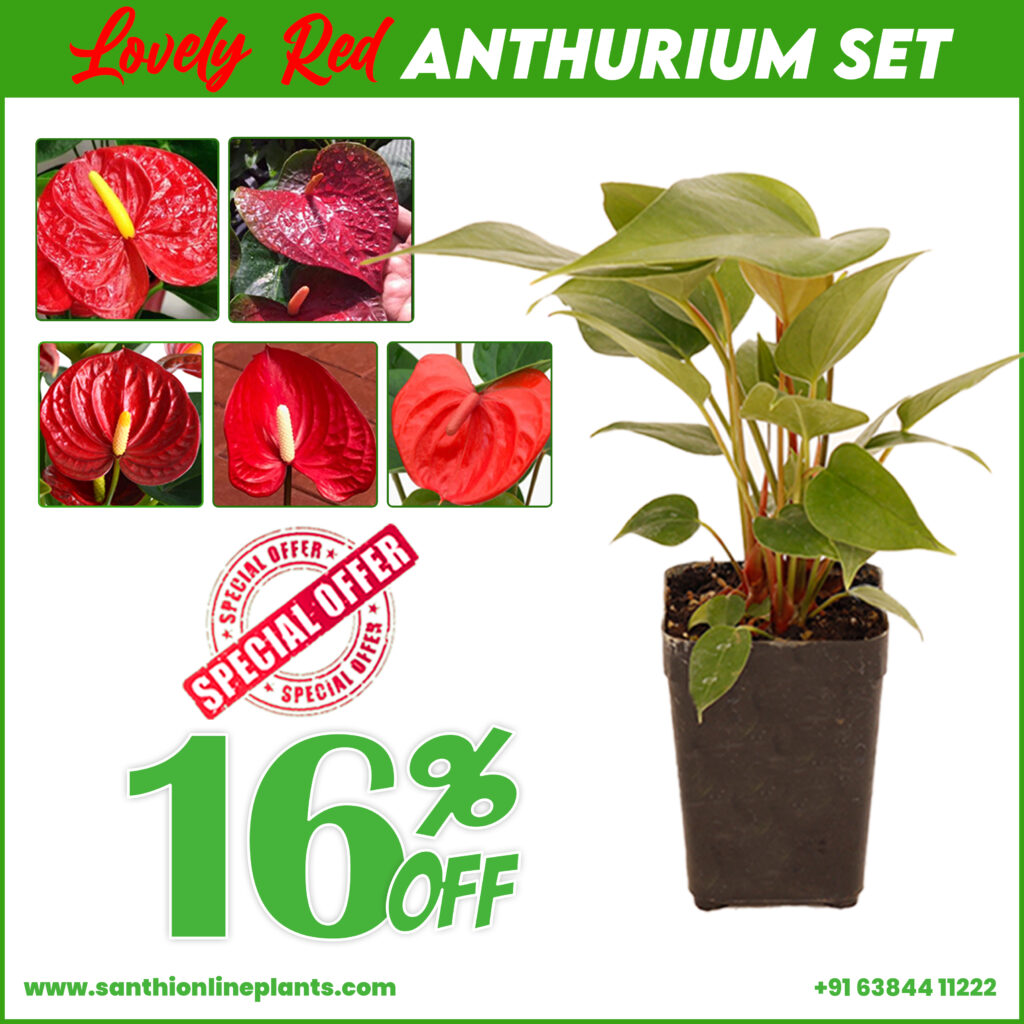 Anthurium Plants Archives - Santhi Online Plants Nursery