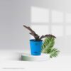 Sansevieria Kirkii Coppertone-Pot Plant
