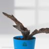 Sansevieria Kirkii Coppertone-Pot Plant
