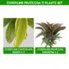 Cordyline fruticosa Ti Plants Set