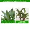 Cordyline fruticosa Ti Plants Set