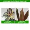 Cordyline fruticosa Ti Plants Set