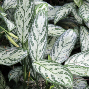 Aglaonema Silver Queen