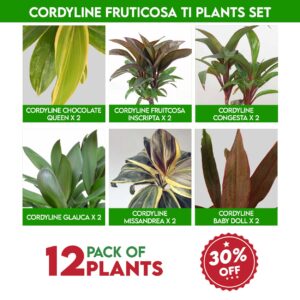 Cordyline fruticosa Ti Plants Set