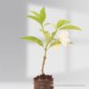 Crape jasmine Double Chandni