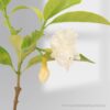 Crape jasmine Double Chandni
