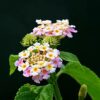 Lantana Camara
