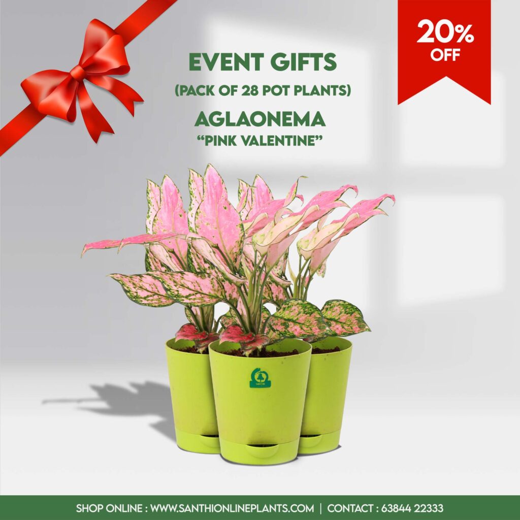 Pink Valentine - Pack of 28 - Santhi Online Plants Nursery