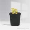 Pachyphytum Green