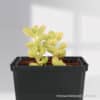 Pachyphytum Green