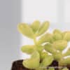 Pachyphytum green
