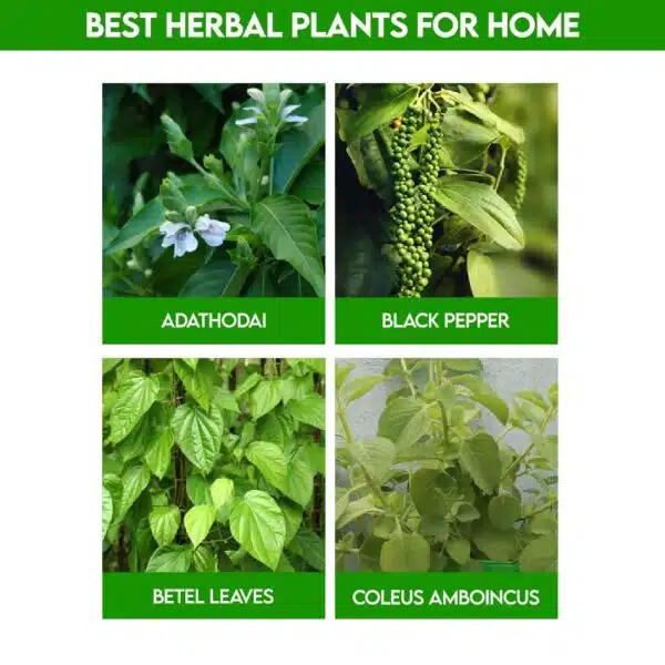 Best Herbal Plants For Home