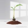 Aglaonema Black Lance