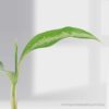 Aglaonema Black Lance