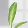 Aglaonema Black Lance
