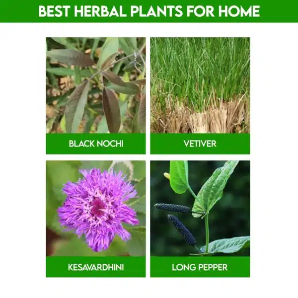 Best Herbal Plants For Home