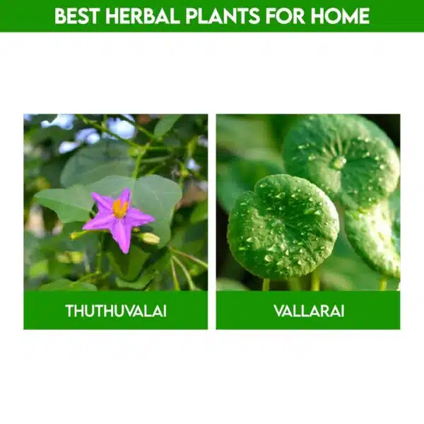 Best Herbal Plants For Home