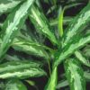Aglaonema Black Lance