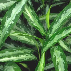 Aglaonema Black Lance