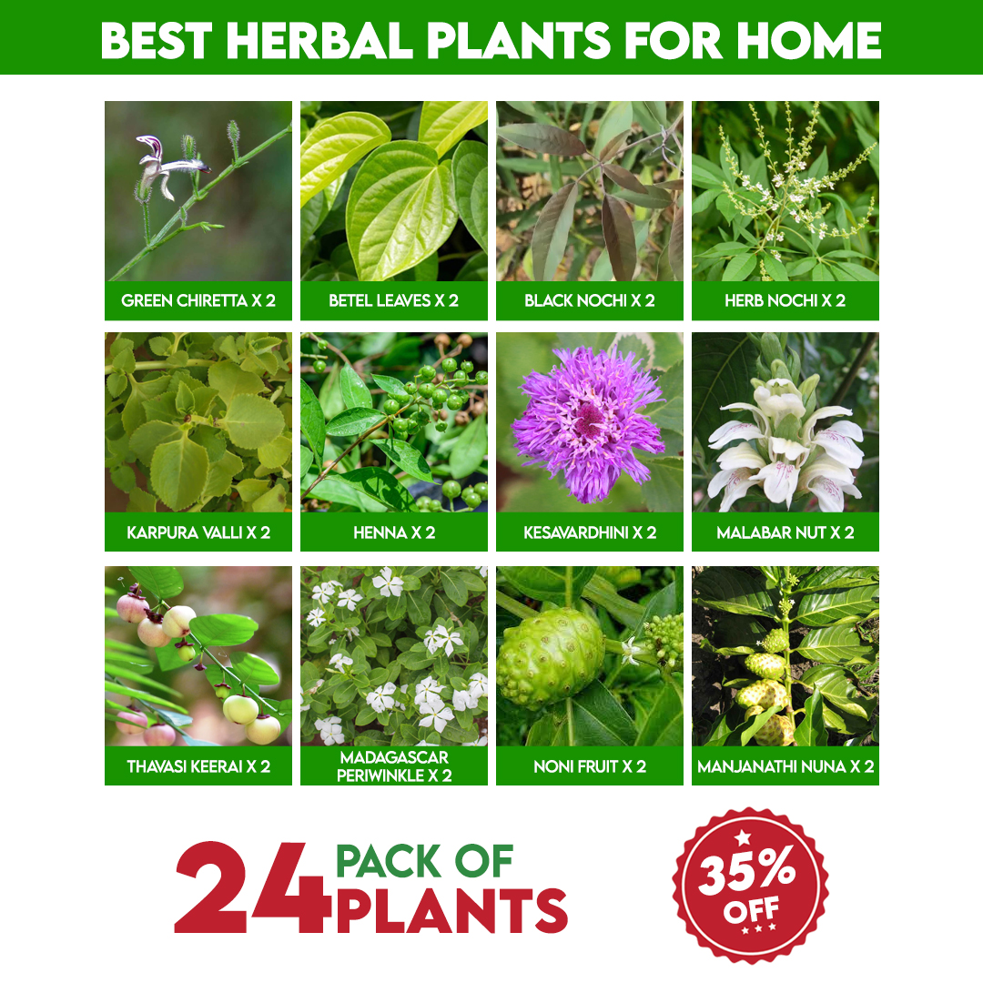 Products - Santhi Online Plants Nursery - Plants Online Shopping