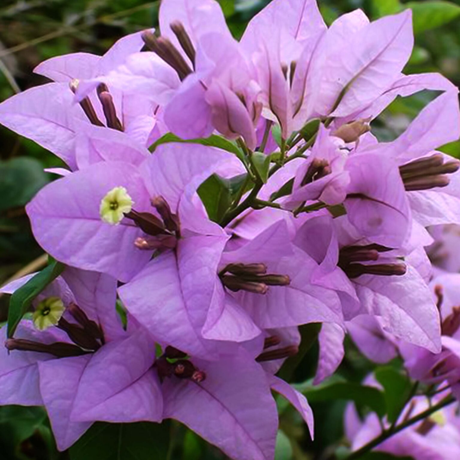 bougainvillea-lavender-santhi-online-plants-nursery