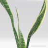 Snake Plant 'Laurentii'-Uprooted