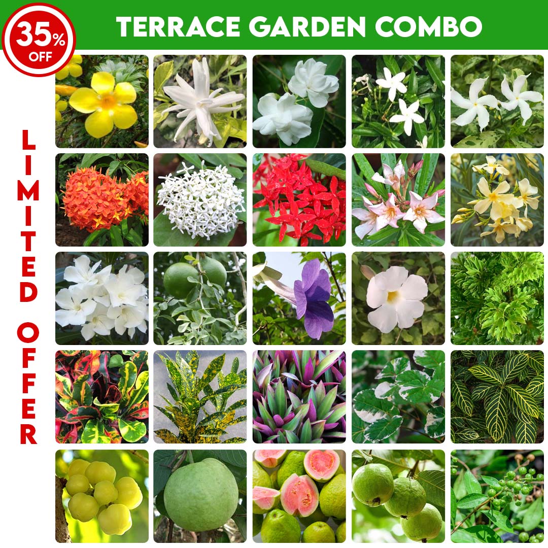 terrace-garden-plant-combo-santhi-online-plants-nursery