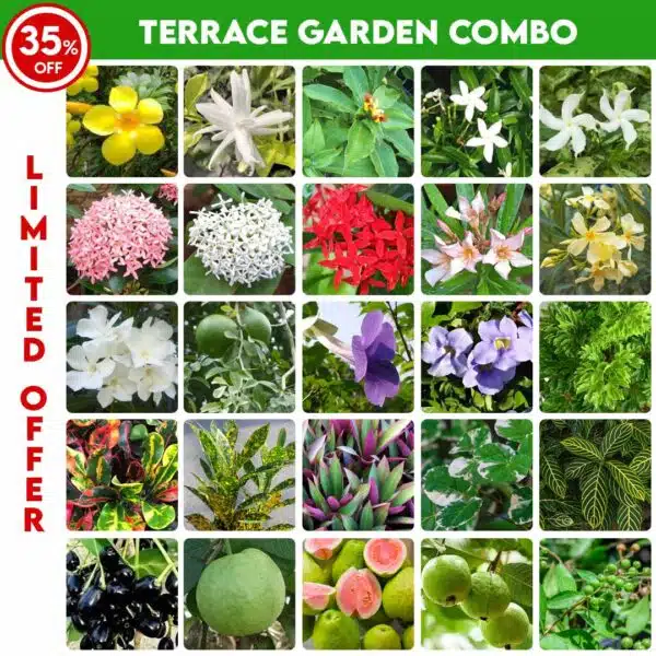 terrace garden plants