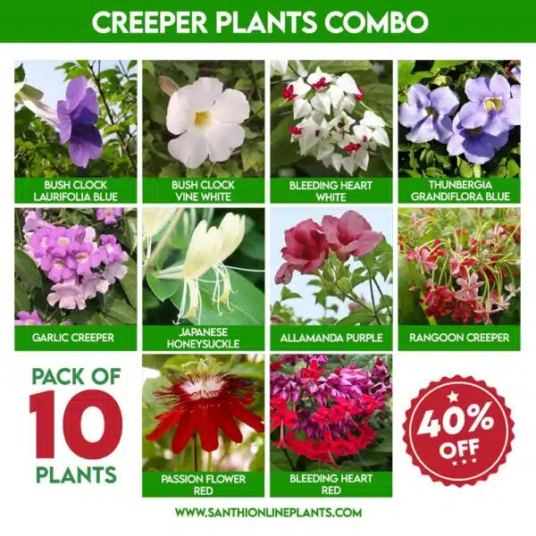 Creeper Plants Combo