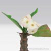 Euphorbia Milii White Pot Plant