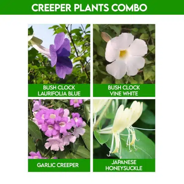 Creeper Plants Combo